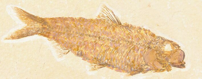 Large, Knightia Fossil Fish - Wyoming #78311